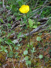 Ranunculus nigrescens