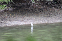 Ardea alba