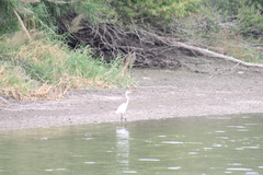 Ardea alba