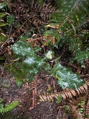 Ilex aquifolium