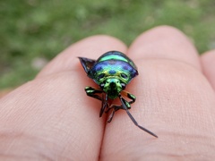 Chrysocoris patricius