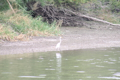 Ardea alba