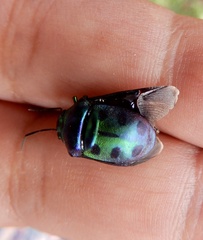 Chrysocoris patricius