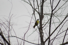 Pitangus sulphuratus