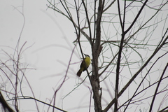 Pitangus sulphuratus