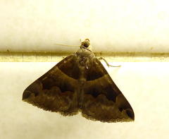Dysgonia angularis