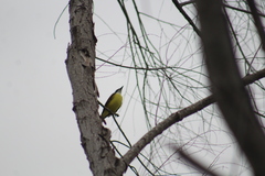 Pitangus sulphuratus