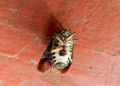 Chrysocoris patricius