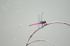 Orthemis ferruginea