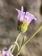 Erigeron filifolius