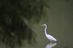 Ardea alba
