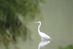 Ardea alba