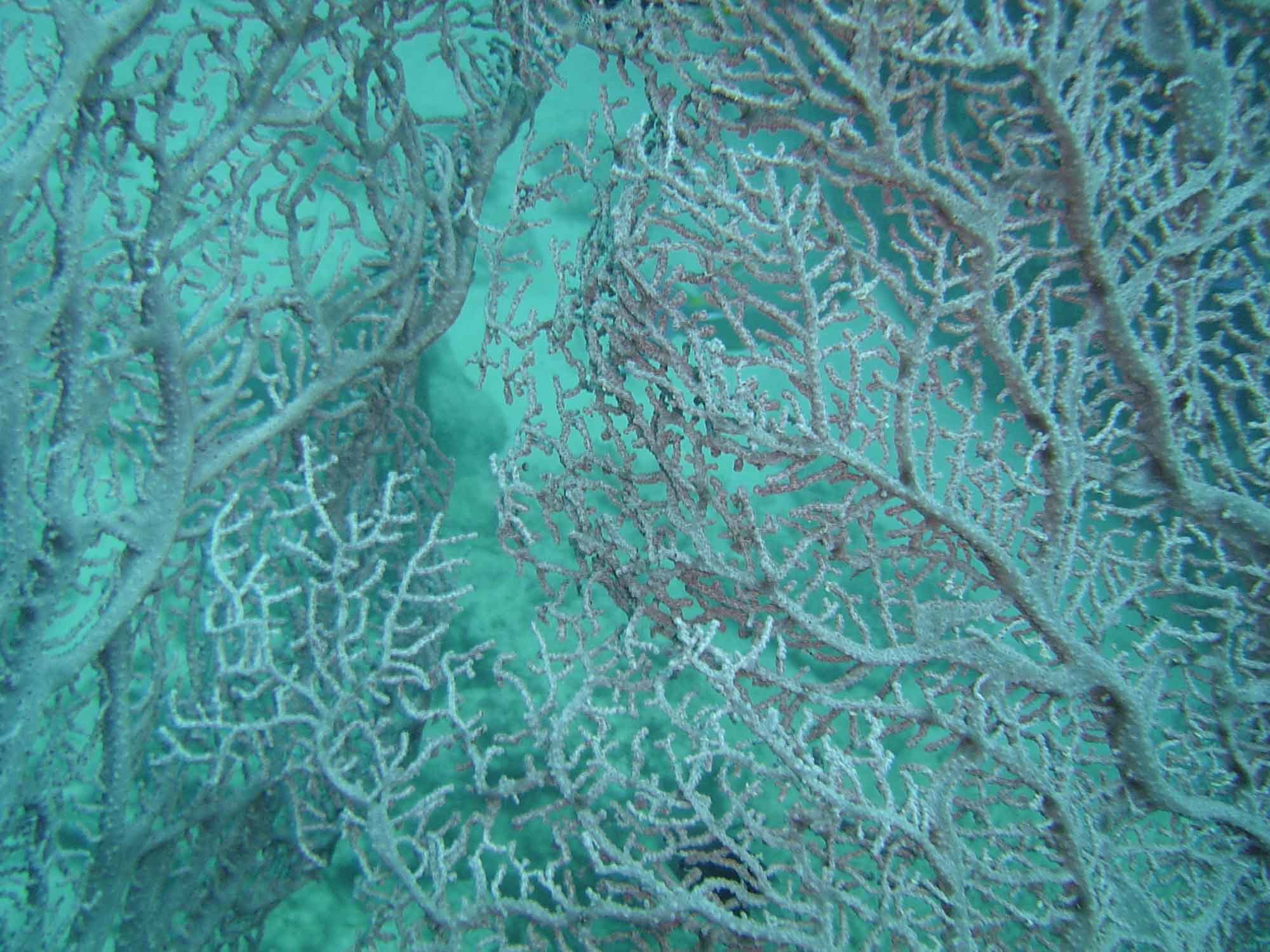 Muricella plectana Grasshoff, 1999