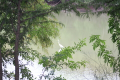 Ardea alba
