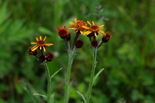 Tephroseris flammea iNat (3)