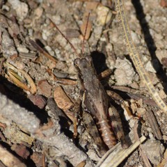 Melanoplus oreophilus