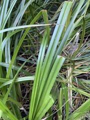 Carex gynodynama