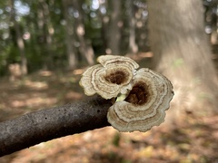 Microporus vernicipes