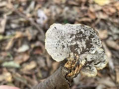 Microporus vernicipes