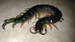 Scolopendra viridis