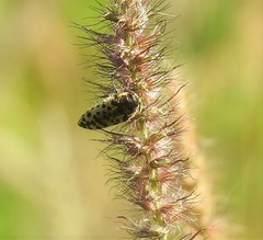 Acmaeodera maculifera