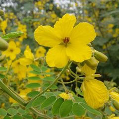 Senna lindheimeriana