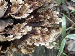 Microporus vernicipes