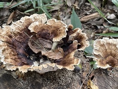 Microporus vernicipes