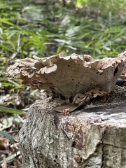 Microporus vernicipes