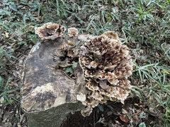 Microporus vernicipes