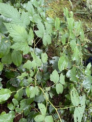 Rubus spectabilis