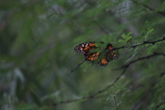 Danaus plexippus