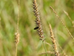 Acmaeodera maculifera