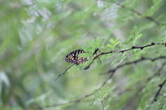 Danaus plexippus
