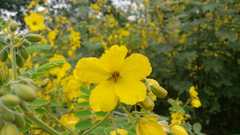 Senna lindheimeriana