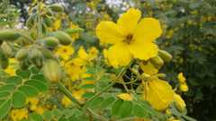 Senna lindheimeriana