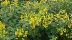 Senna lindheimeriana