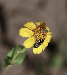 Acmaeodera amabilis