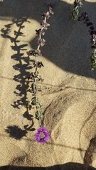 Monardella undulata