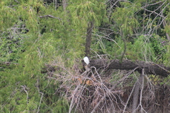 Egretta thula