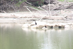 Nannopterum brasilianum