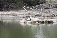 Nannopterum brasilianum