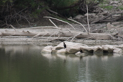 Nannopterum brasilianum