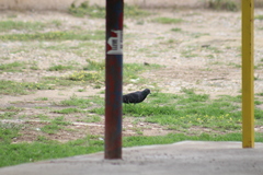 Columba livia domestica