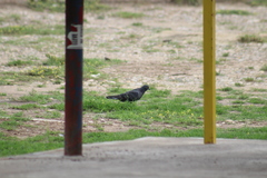 Columba livia domestica