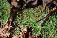 Herzogiella seligeri