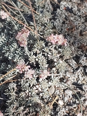Eriogonum kennedyi