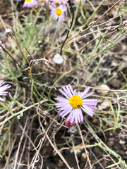 Erigeron filifolius
