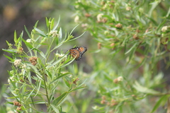 Danaus plexippus