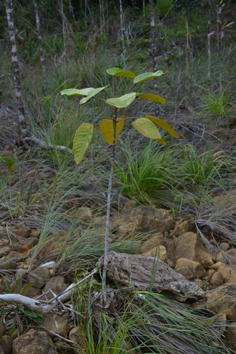 Macaranga alchorneoides observed 2021-08-15